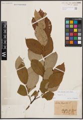 Foto von Salix caprea L.